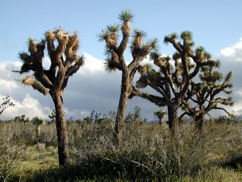 Joshua Tree Mojave Desert