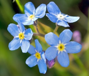 Forget-Me-Not, Beauty in Simplicity