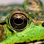 Eat Your Frogs