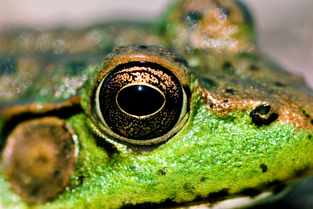 Eat Your Frogs Eat Your Frogs