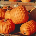 Fall Harvest Party Ideas Pumpkins