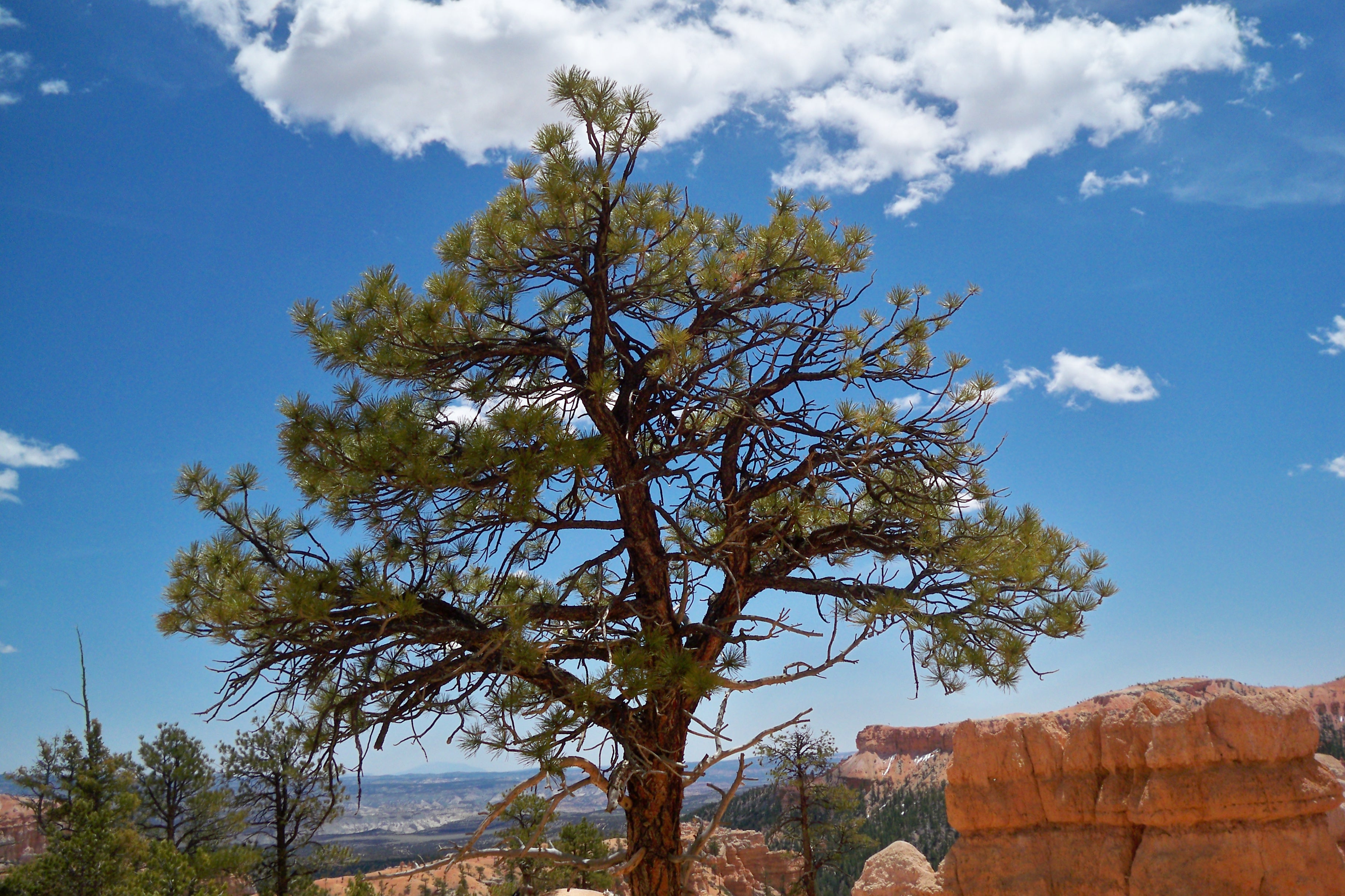 Contentment in the Desert